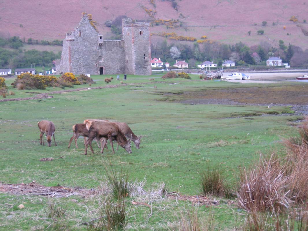 2004-04-24 20.24.54 Hjortar (Red Deer) och slott i Lochranza