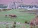 2004-04-24 20.24.54 Hjortar (Red Deer) och slott i Lochranza